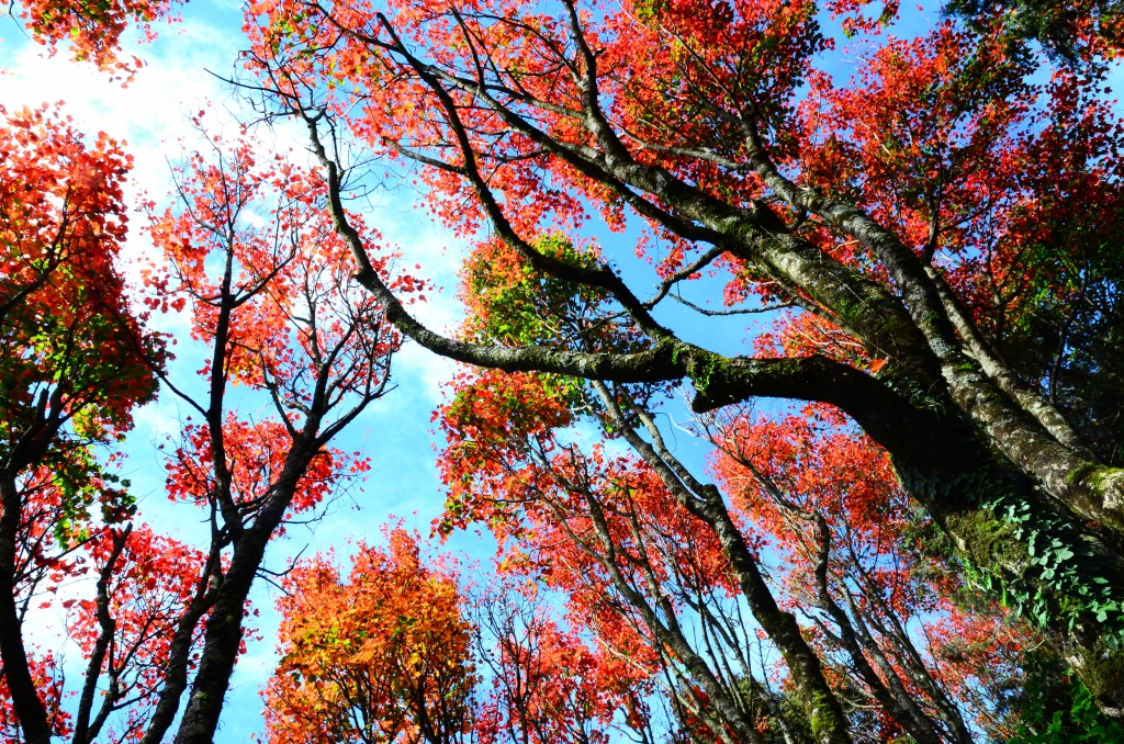 追楓之美..鳶嘴稍來山步道_82762