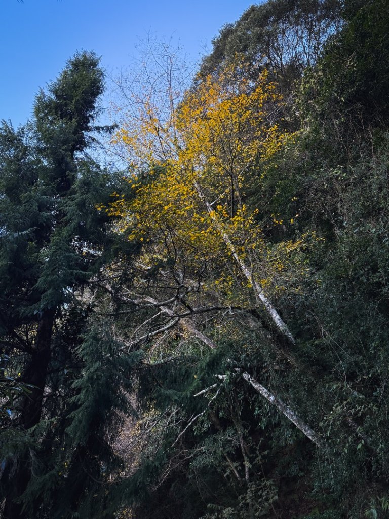 鳶嘴山上的瘦稜_2983856