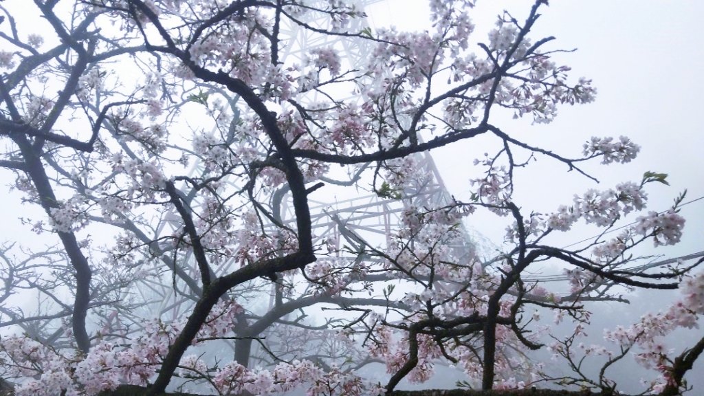 20210314阿里山派出所三月櫻花祭封面圖