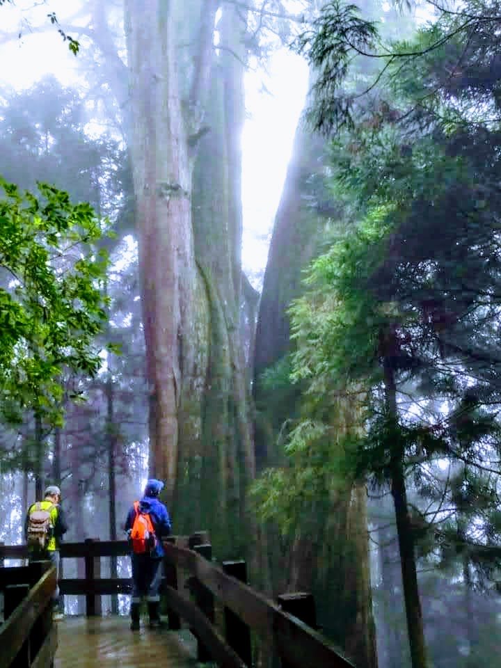【新竹】觀霧迷幻森林：檜山巨木群步道_1112081