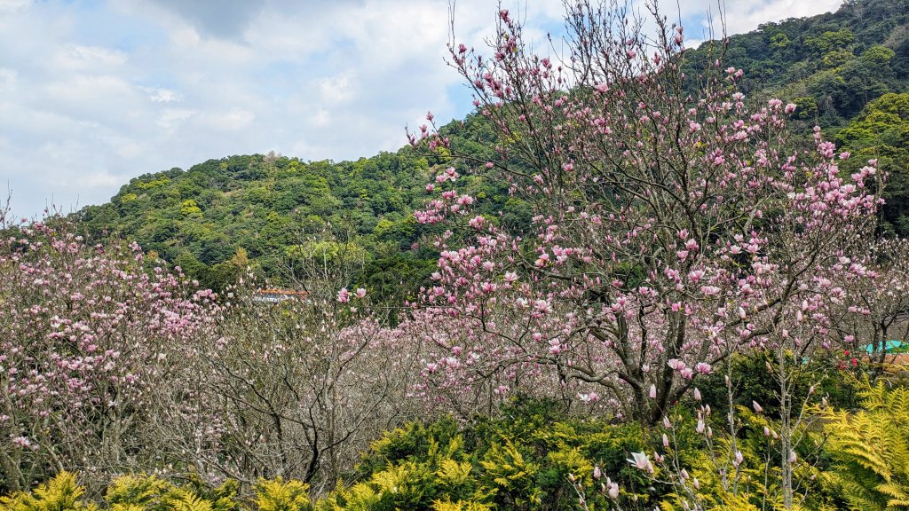 天元宮,楓樹湖,北新庄,淡水老街_2430303