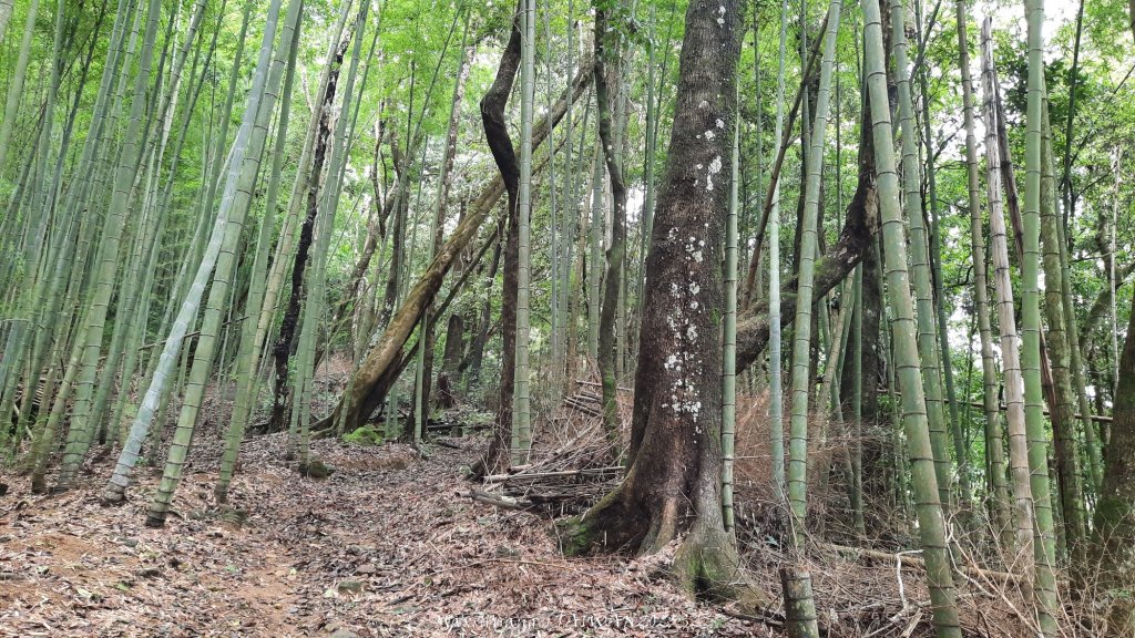 《雲林》望好望角｜石壁山嘉南雲峰步道(中側登山口）20250607_2805330