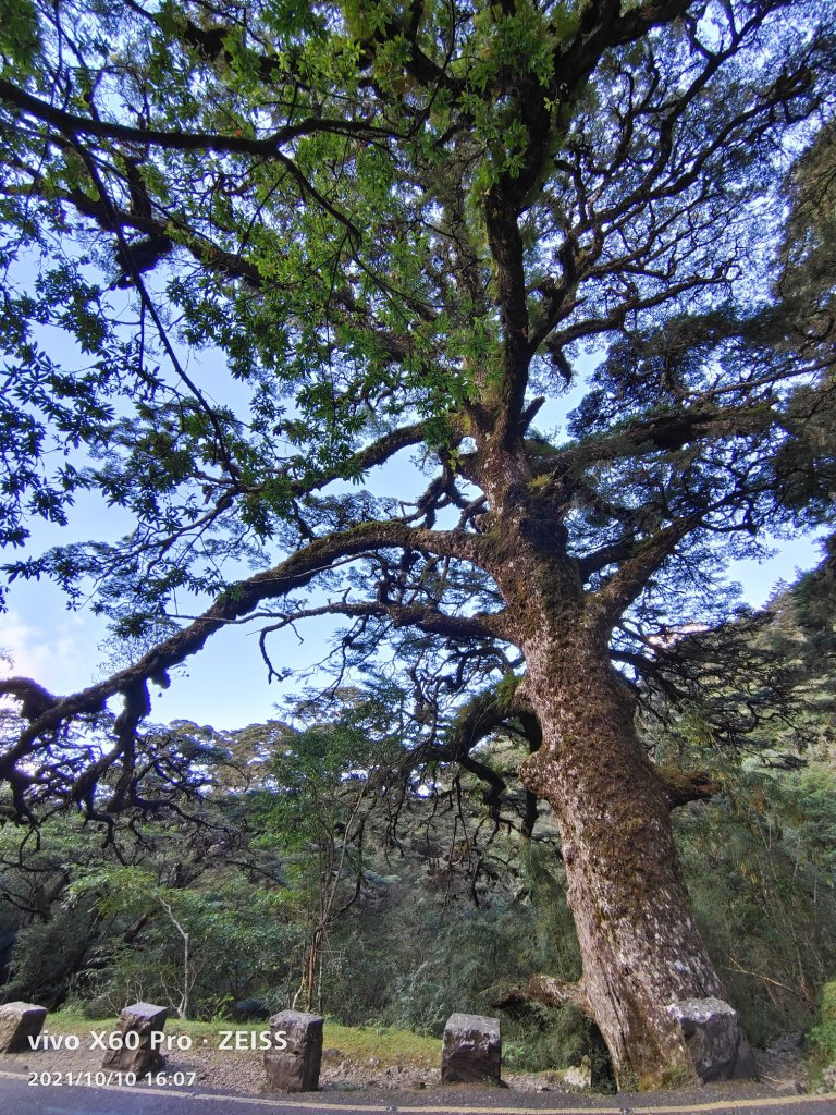 鹿林前山鹿林山麟趾山_1618470