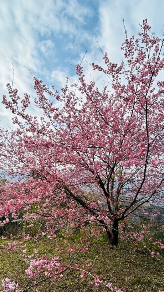 復興赫威神木_2748181