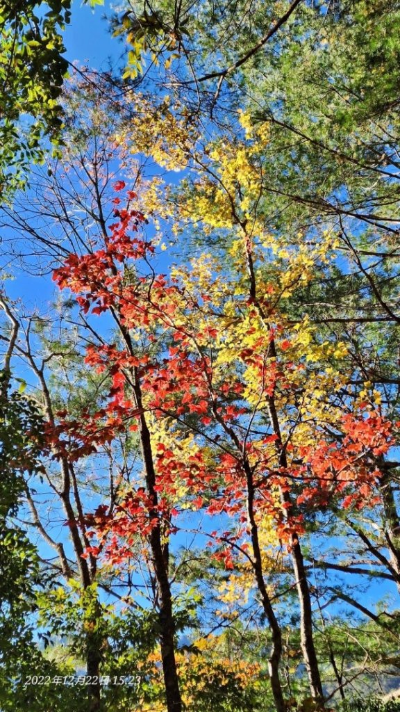 2022霞喀羅古道精華段/養老-白石吊橋賞🍁楓趣_1970431