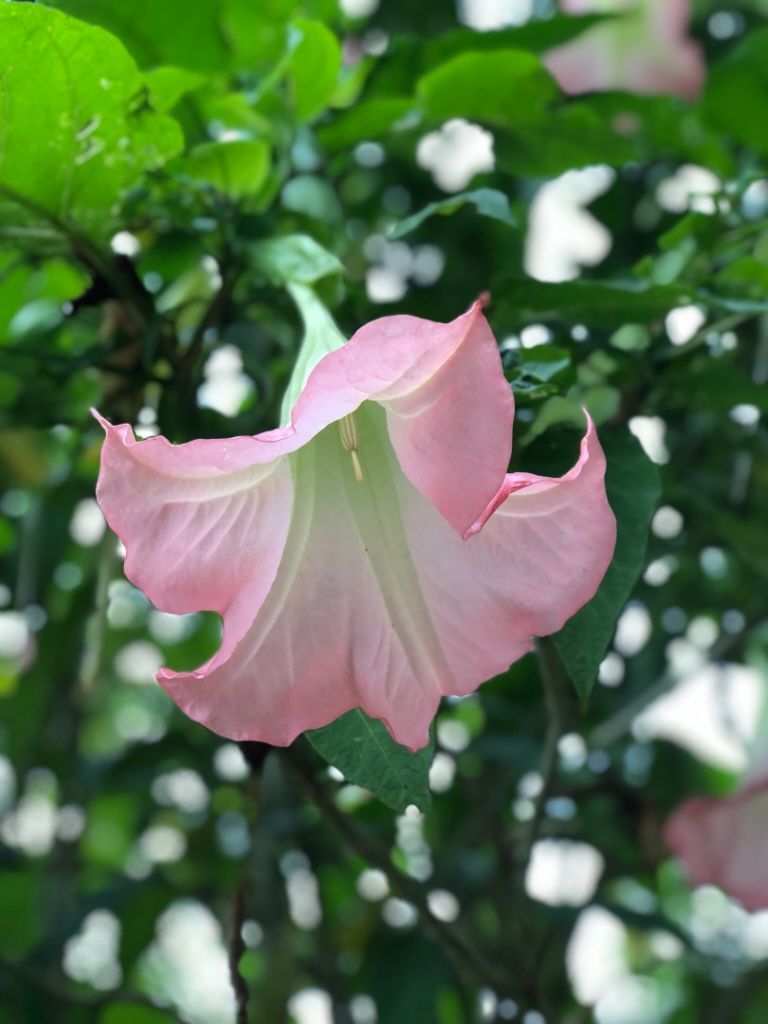 頂湖步道登奮起湖大凍山、霹靂山_348570