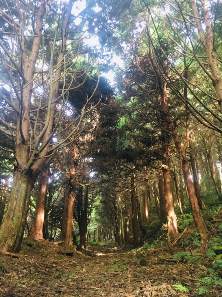 無名山、大坪山、加里山8字走、雲海看到飽_1924836
