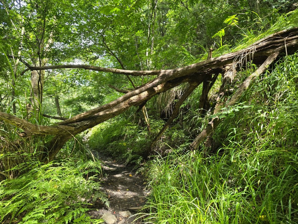 志佳陽大山（回程走高繞環山獵人登山步道）_2542125