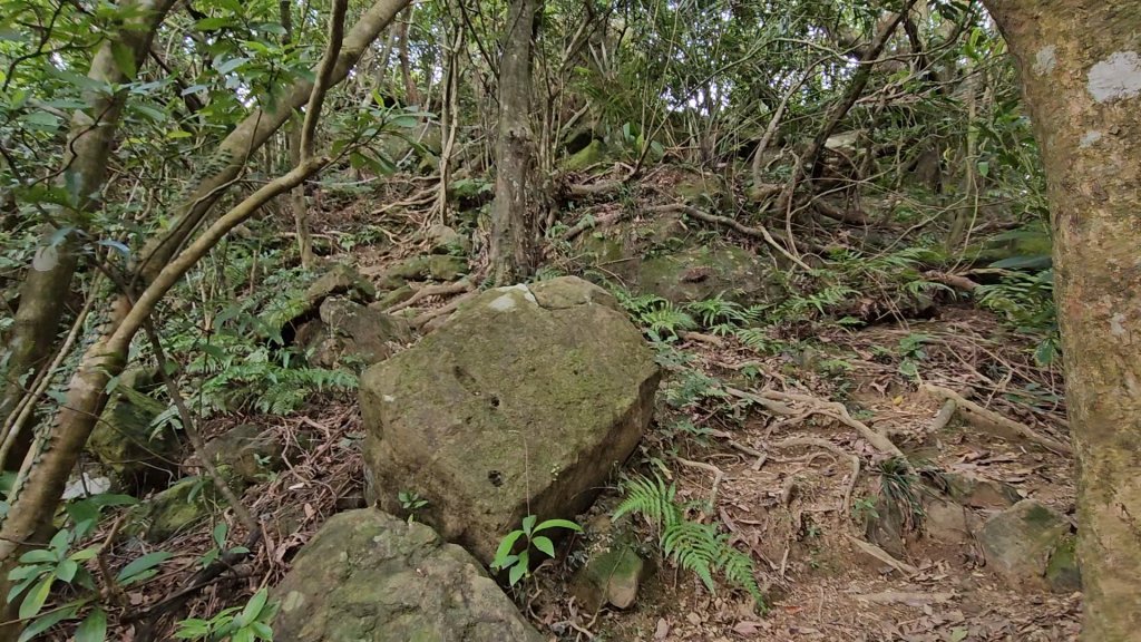 20260112月扇湖山&四分子古道O走+烏塗溪步道_2986522