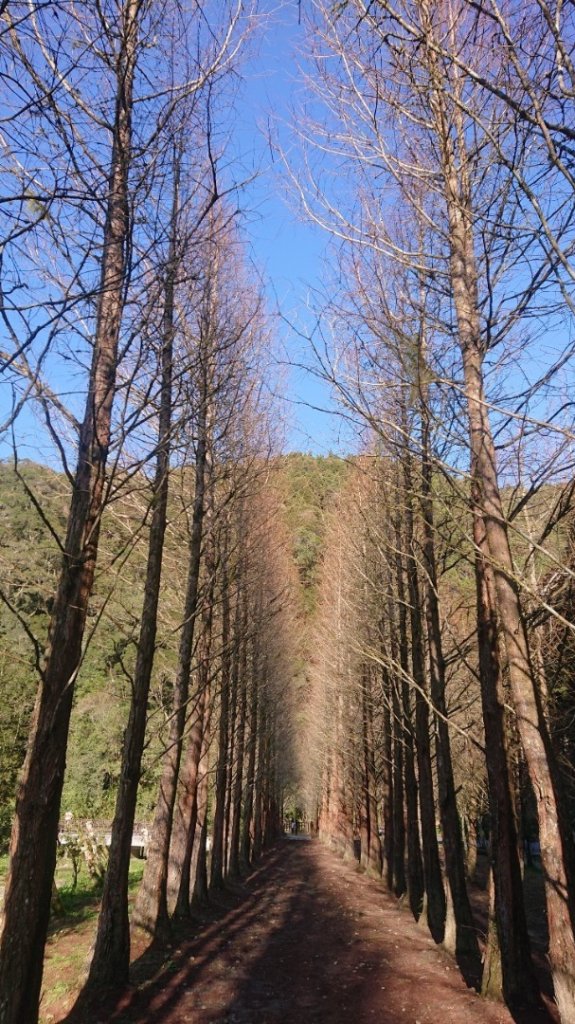 水漾森林、鹿屈山O走_2461814