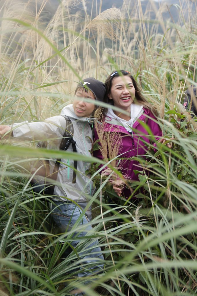 三角埔頂山尋芒草尾巴_1234575