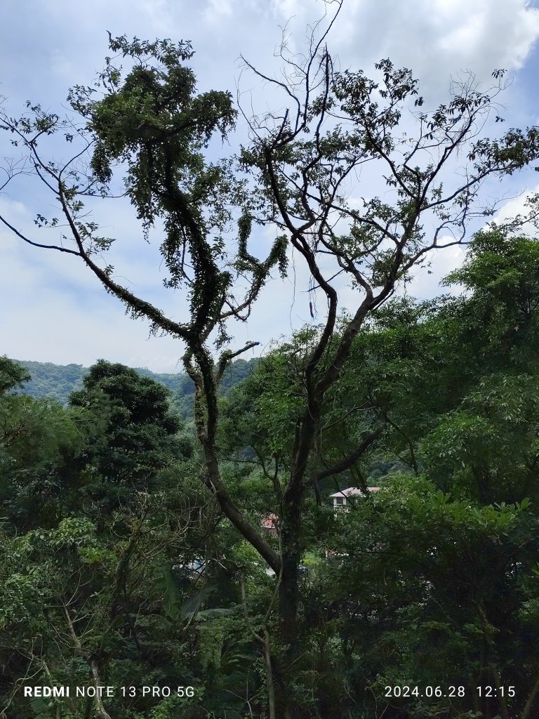 翠山步道、大崙頭尾山親山步道、大崙頭森林步道【小百岳集起來】【臺北健走趣】_2538047