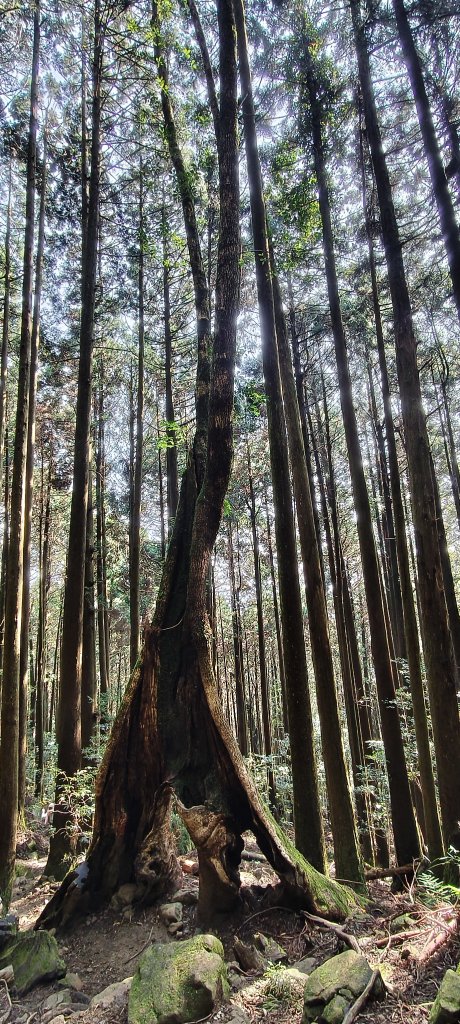 2025/04/04_加里山登山步道_2755032