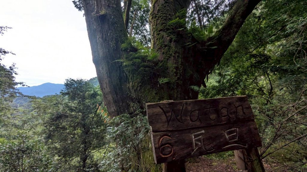 鎮西堡巨木步道群 (B區)_2861153