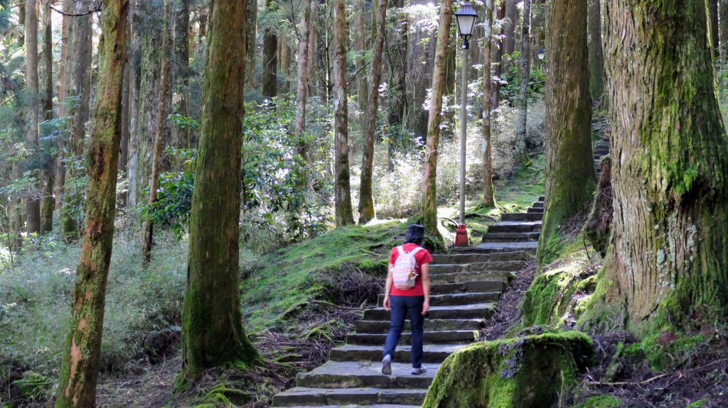 阿里山森遊區-祝山,對高岳步道_2536972