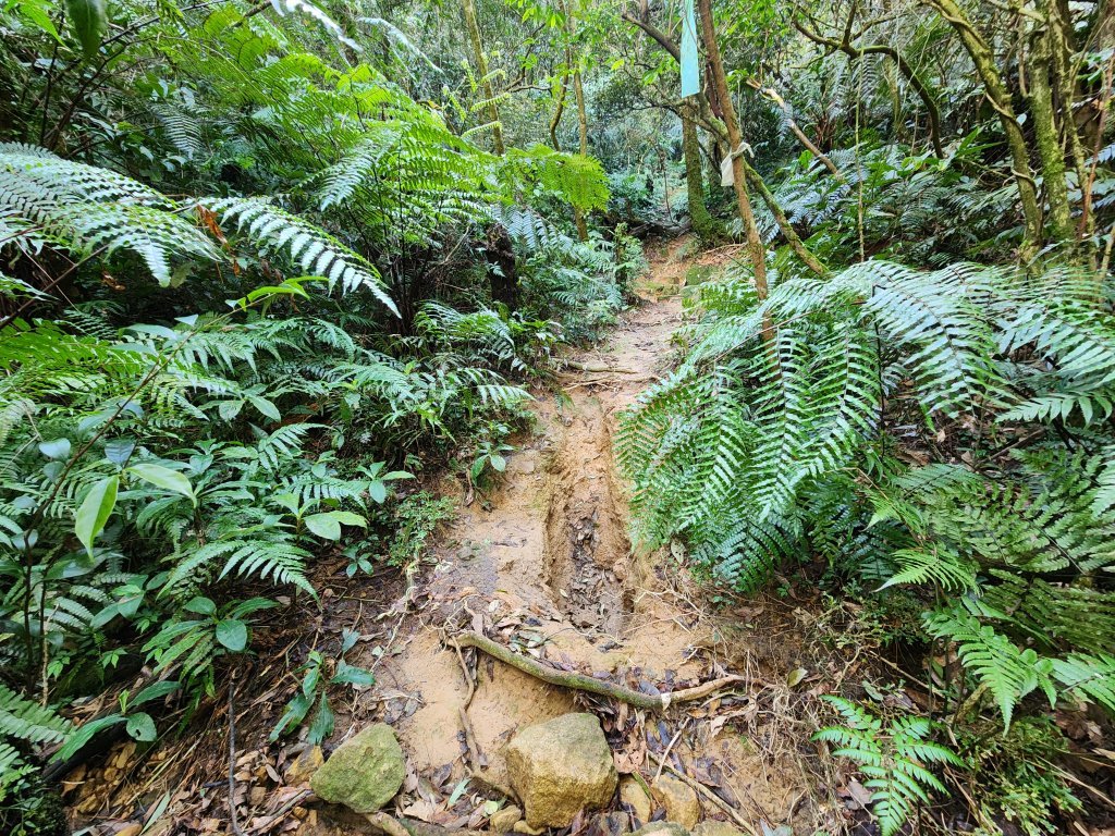 20260110大湖公園捷運站至擎天崗_2993210