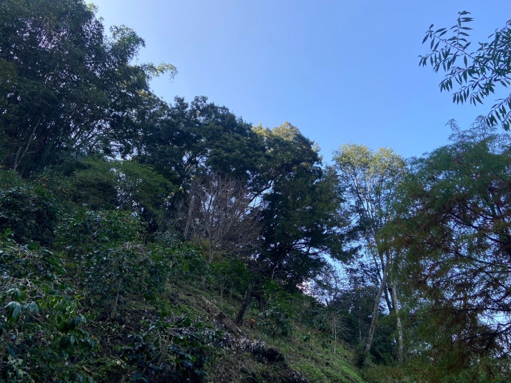 唐麻丹山-松鶴上三角點O型回松鶴_2378355