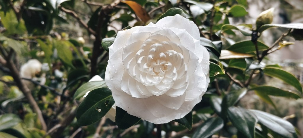 2025/03/16_蓬萊溪護魚步道+萊園坪山_2737579