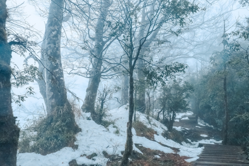 雪融台灣山毛櫸步道封面圖