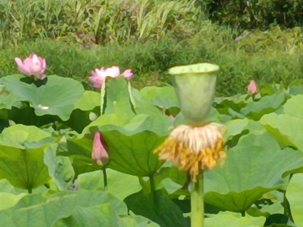 雙溪區彎穹夏日荷影_2806536