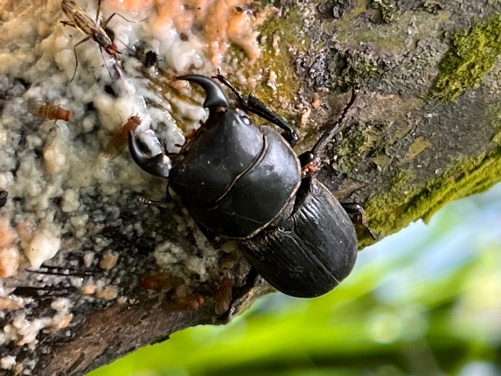 大湖尖山、天雲山，文峰山O型縱走_1740191