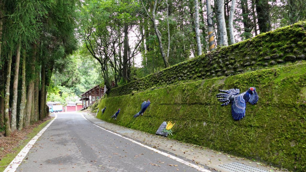阿里山森遊區-祝山,對高岳步道_2536995
