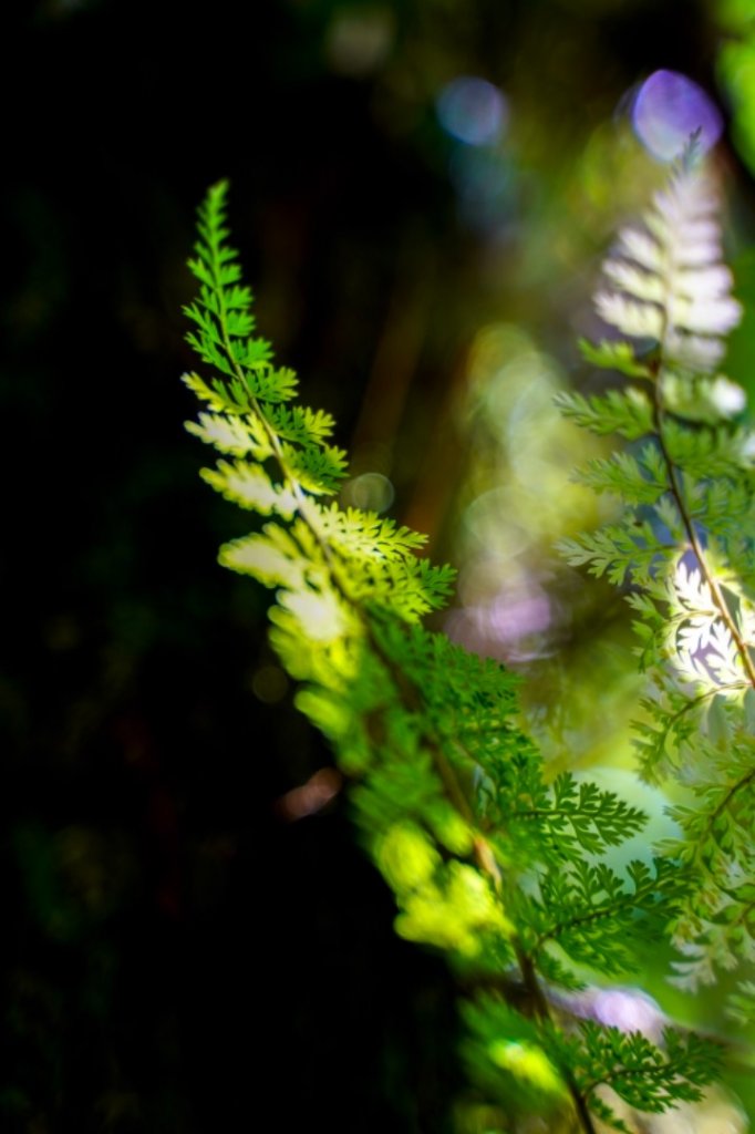 南嶽北大武_554393