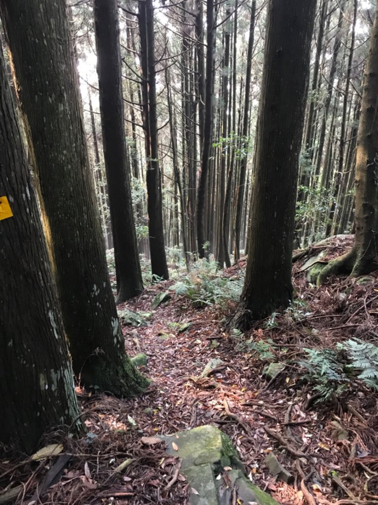 哈勘尼山-河谷O型_908619