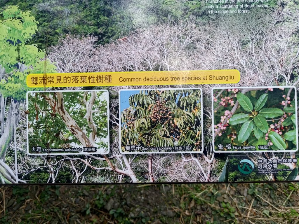 雙流森林遊樂區婆豬古山連走雙流瀑布帽子山_2652758