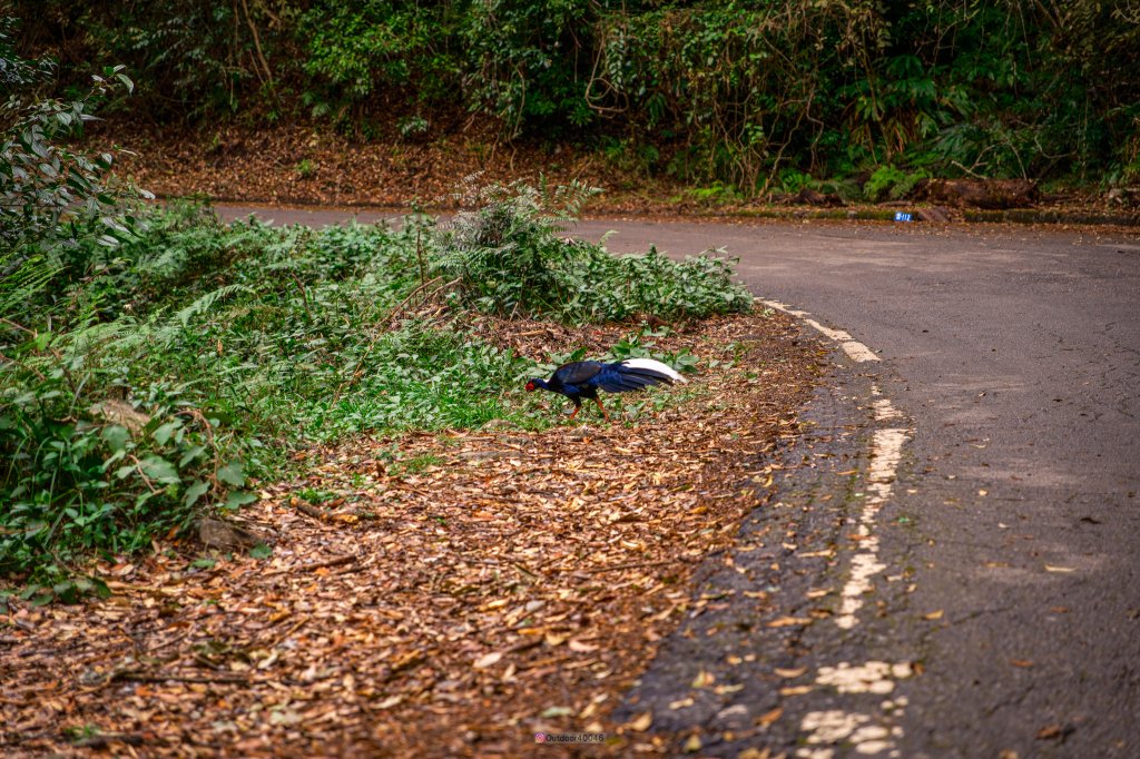 大雪山賞楓景點_2691459