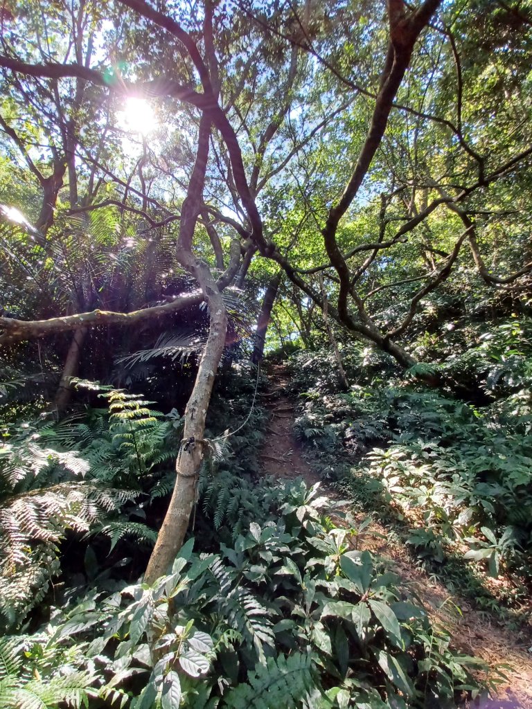 【桃園龍潭】蓊鬱山林。桃園石門山步道_2679302