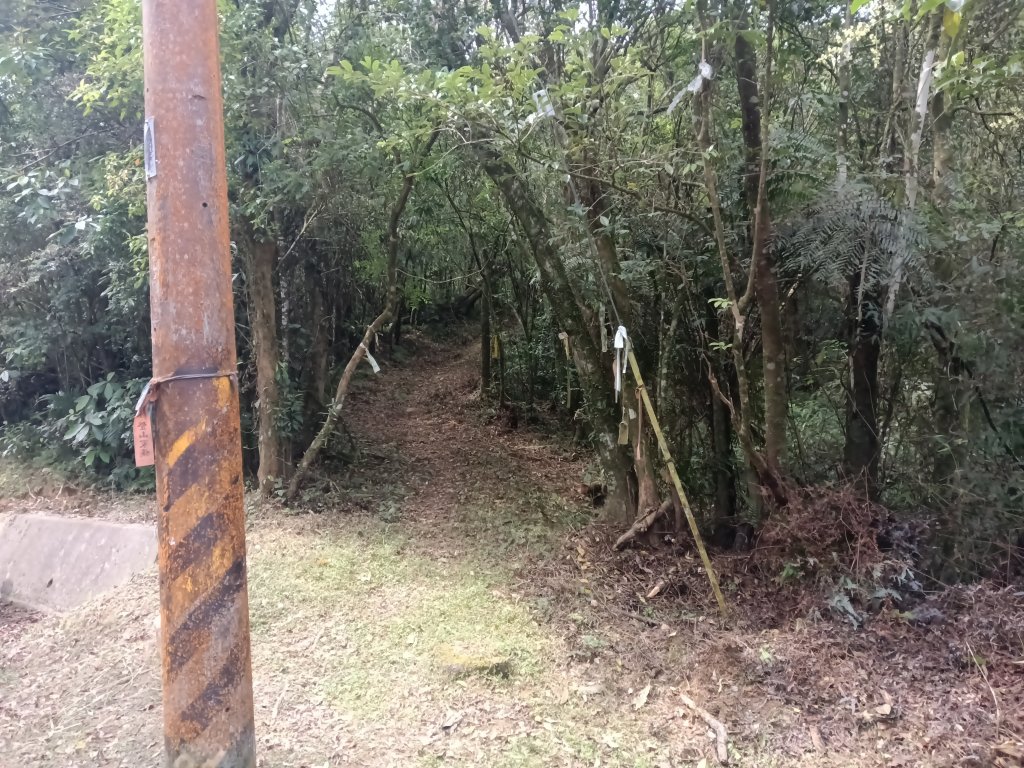 雙溪區打鐵寮山-鶯子嶺-坪溪山-烏山63號-烏山越嶺古道(坪溪山北峰)P字走封面圖