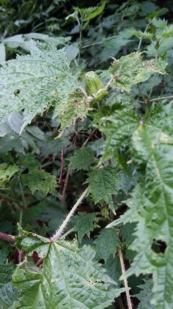 220820-挑筍古道(後棟仔山、小百岳#056雲嘉大尖山)_1834542