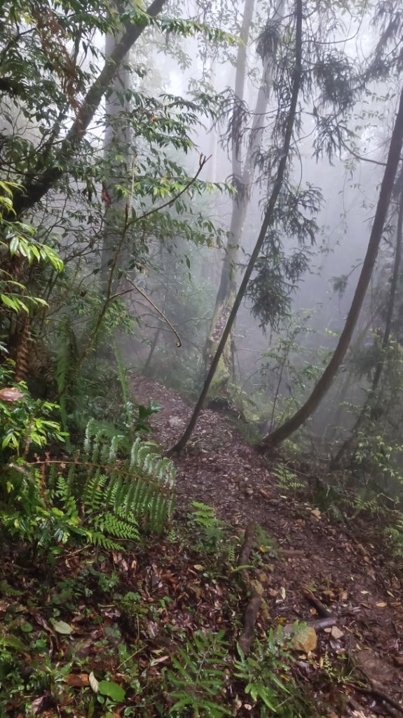 鳳凰南嶺線步道(溪頭至杉林溪縱走)_2150721