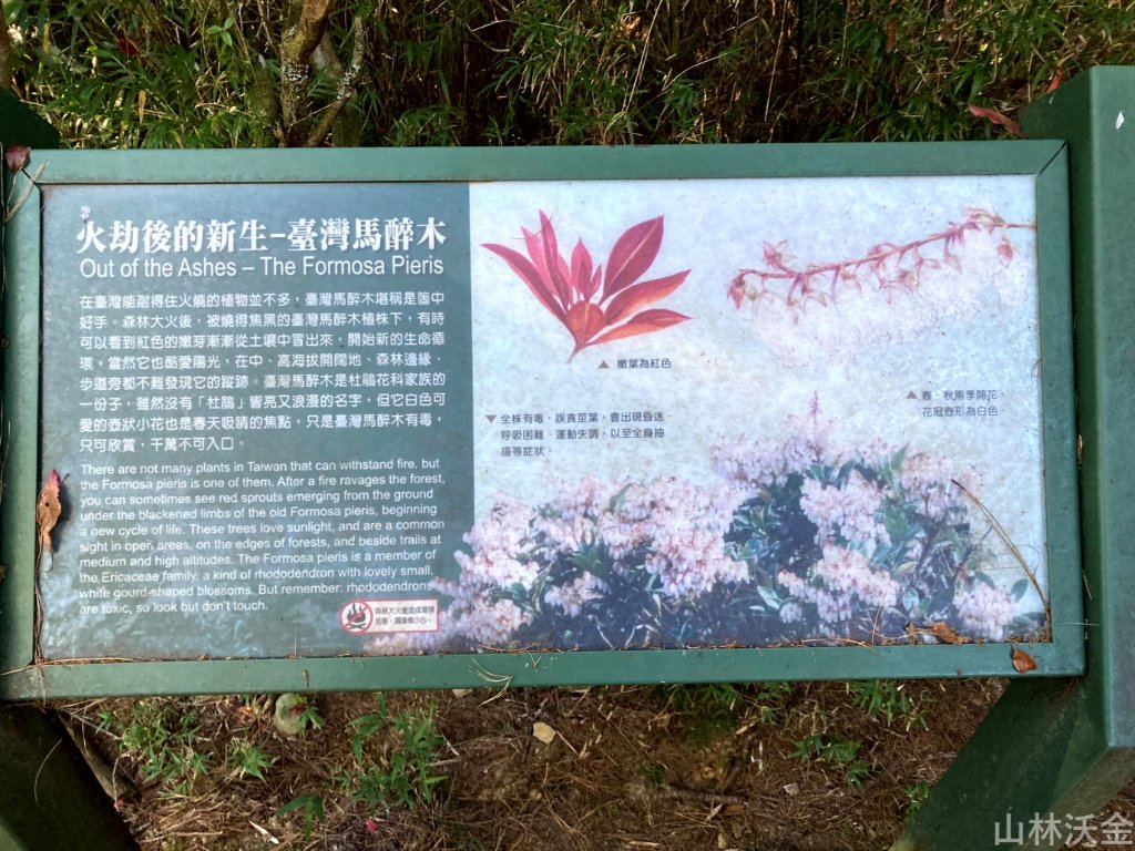 2023-11-26 東埔大草原步道_2363800