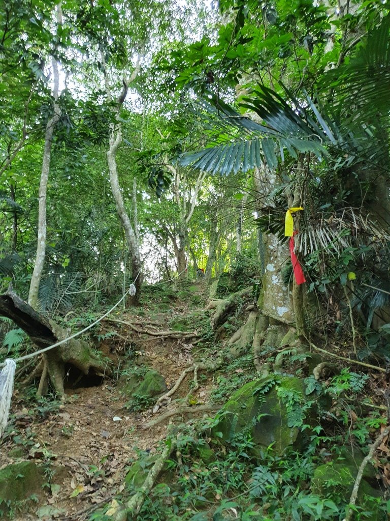 【竹山】八通關古道社寮段連走陳東坑山_1766952
