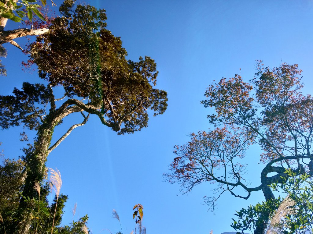 新竹天際線 比(南)比大鳥_1960480