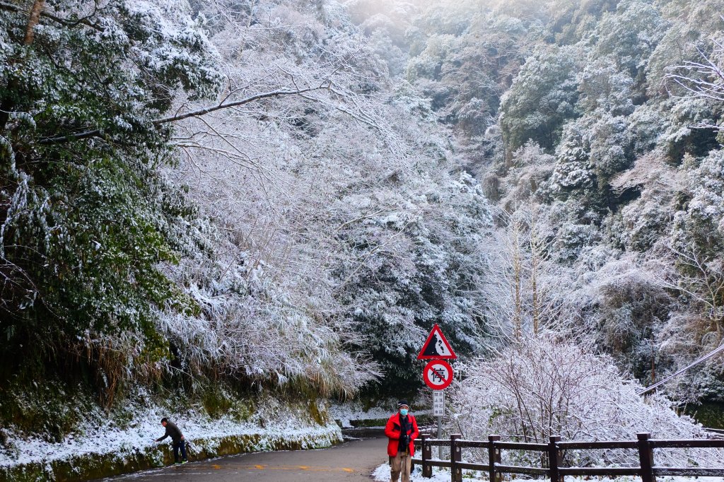 拉拉山神木上的雪白上衣_1232625