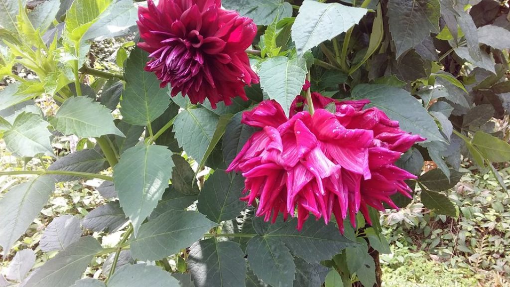 (尚未整理)【嘉義】塘湖古道阿里山鐵路_305138