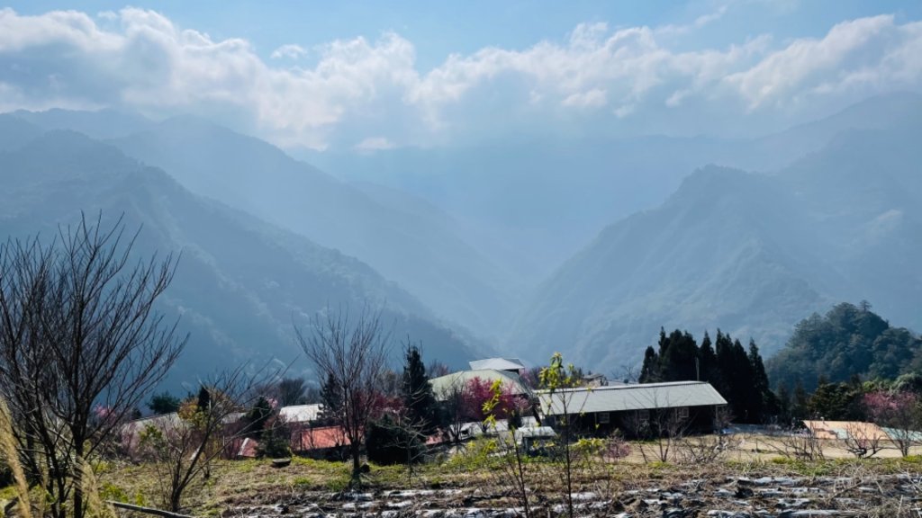 1100219司馬庫斯櫻花_1277657