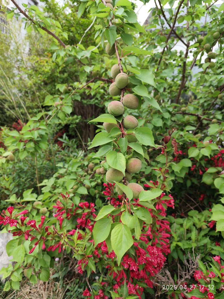 中國山東東嶽泰山風景區 (登頂與下山)、曲阜闕里比鄰高級民宿_2780515