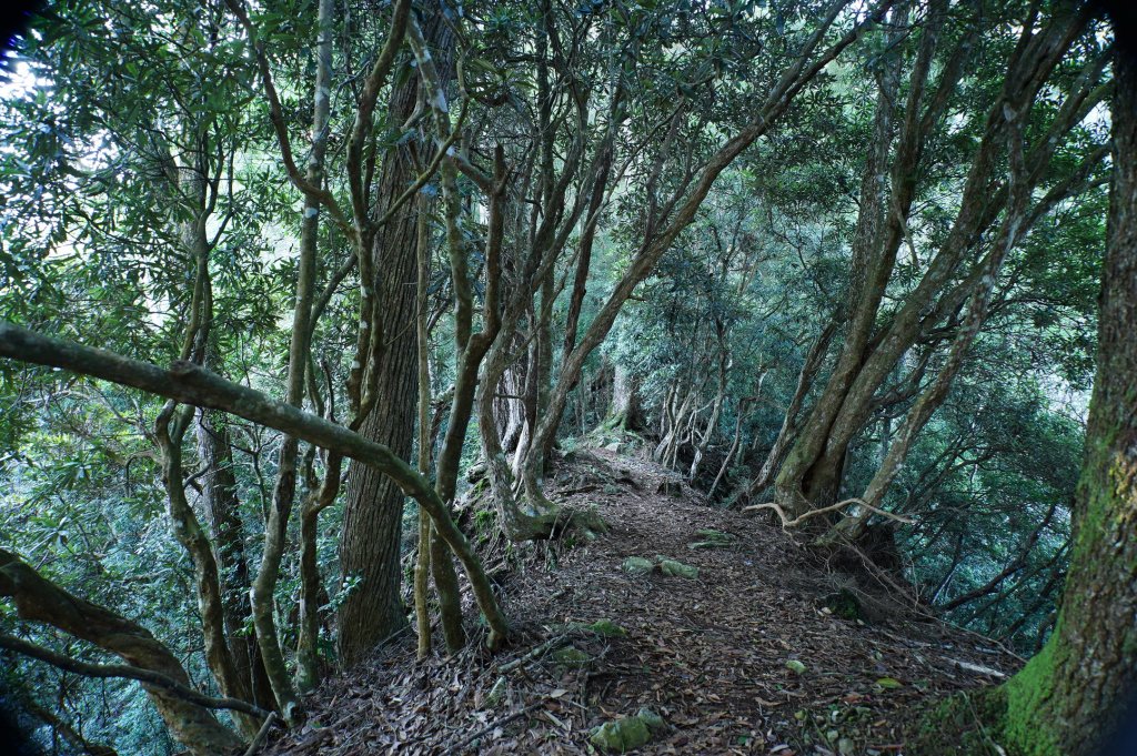 台中 和平 南松鶴山、八仙山、東松鶴山_2877937