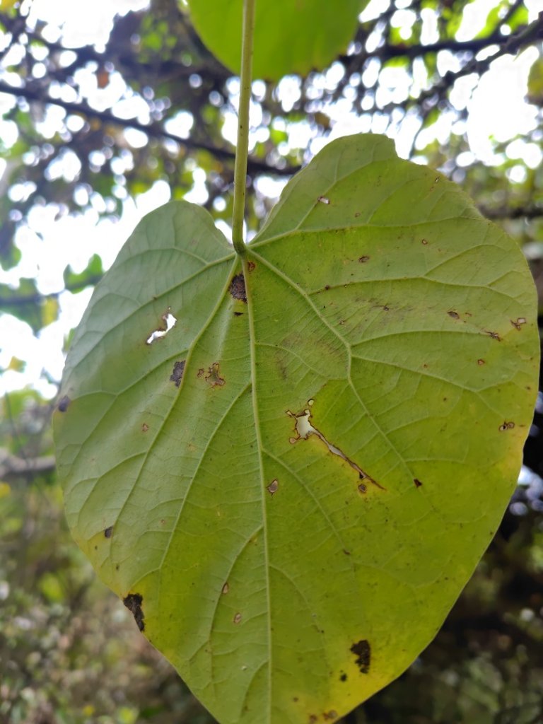 大棟山系南段 水利古道西口 上 竹高崙山 連走 鳥子嶺 坑仔內山 大崖山 下 龍目井農場_2953113