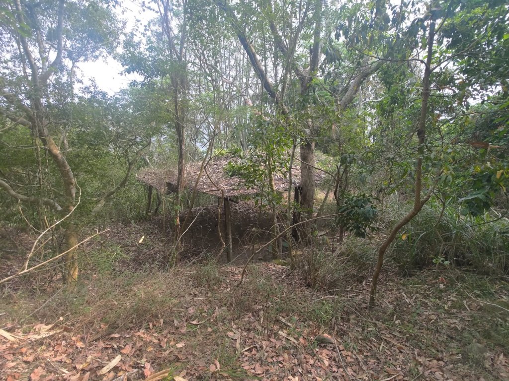 大埔頂坪林_2470128