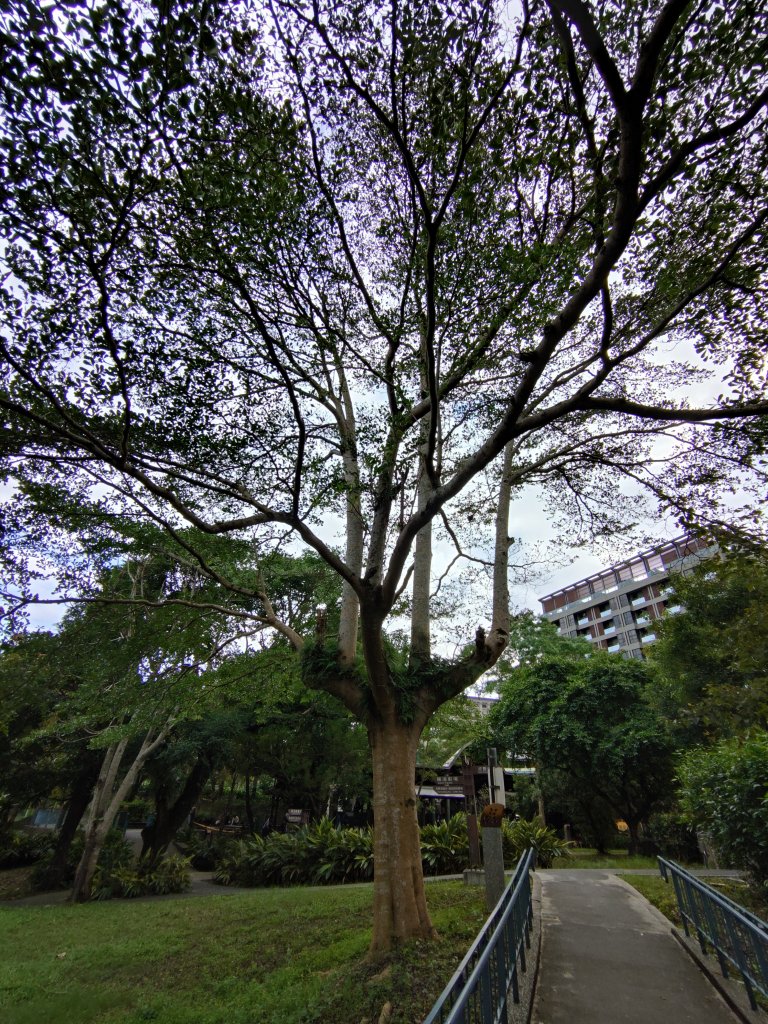 朝聖抹茶山_2949547