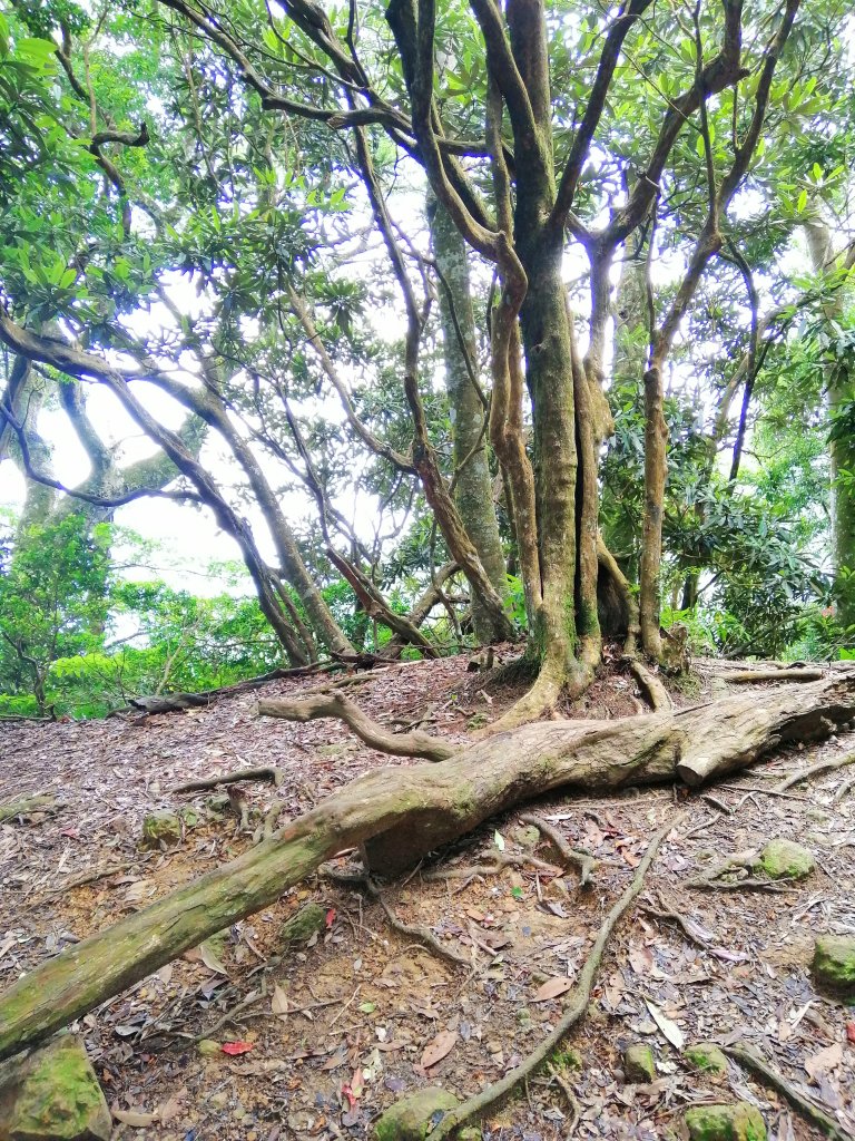 優美林相森林浴~橫嶺山自然步道x橫嶺山_938320