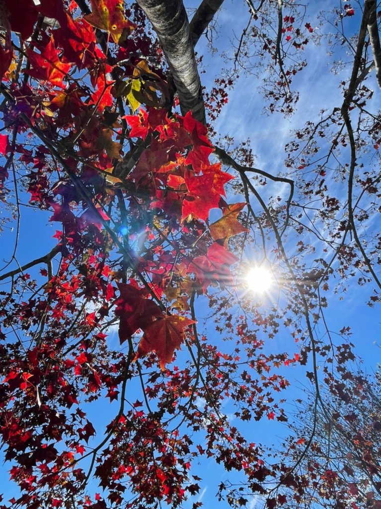 馬那邦山賞楓趣封面圖