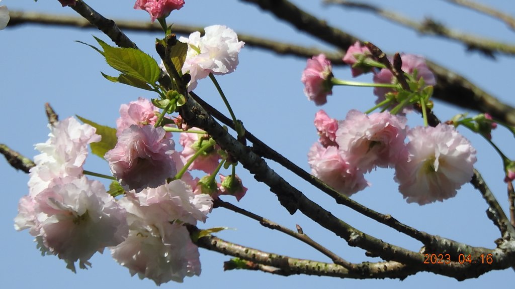 翡翠水庫壩頂(新店四十份)再見日出雲海+賞 #松月櫻 &桐花_2115027