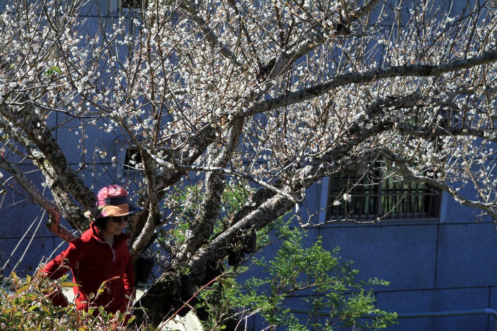 【臺南~楠西】梅嶺賞梅一~觀音步道_1246913