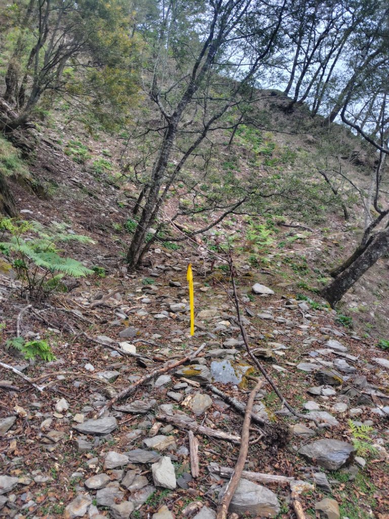 東埔走八通關古道訪龍貓公車繞對關山O型_2962970